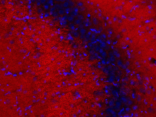 PSD95 FluoTag-X2 抗体 IHC