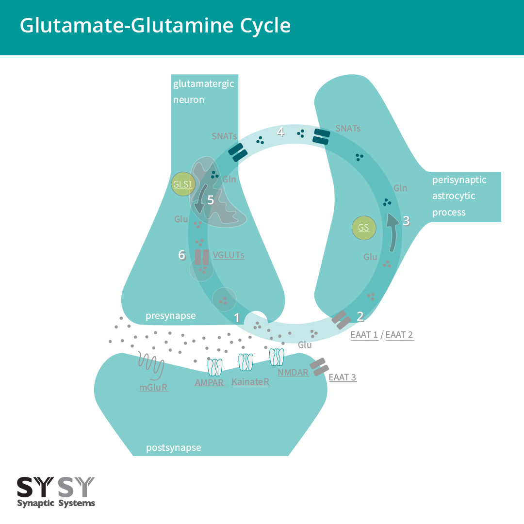 谷氨酸能神经元和星形胶质细胞之间的谷氨酸-谷氨酰胺循环