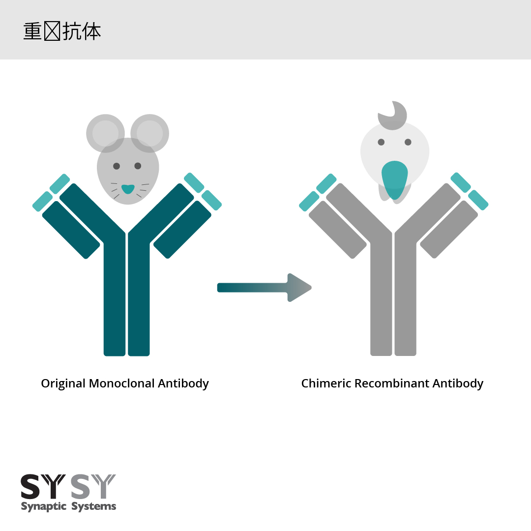 sysy嵌合重组抗体