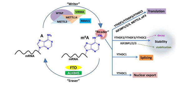 6-甲基腺嘌呤（m6A）