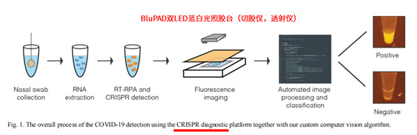 CRISPR分子诊断：荧光观测（提供暗室） 