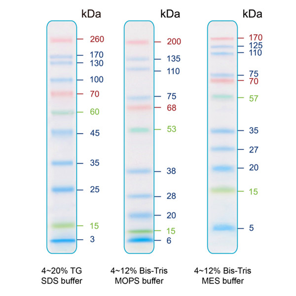 IRIS11 预染蛋白ladder(11条预染条带)
