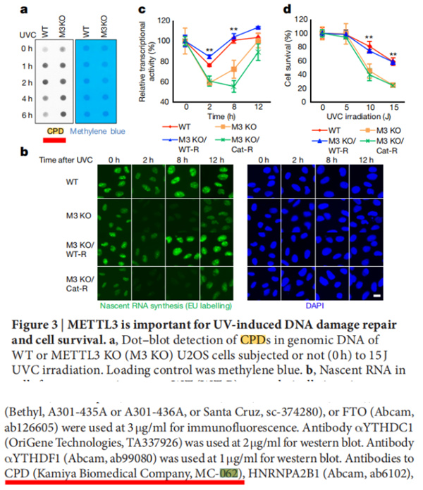 m6A甲基化修饰在紫外线所致DNA损伤反应中的新功能