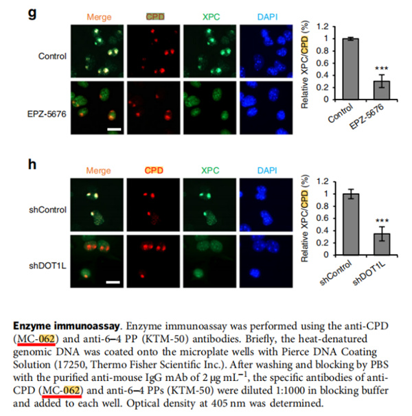 DOT1L 组蛋白 H3 赖氨酸 79 (H3K79) 甲基转移酶在 MLL 重排白血病发生中起致癌作用