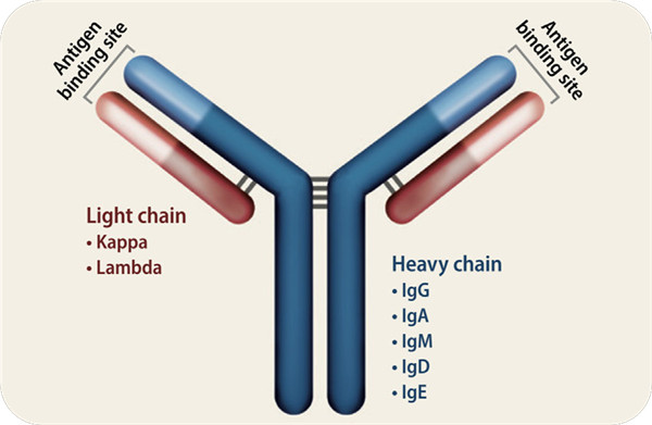 免疫球蛋白