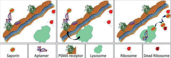 用靶向毒素评估RNA适体（RNA aptamer）的内化功能(体外实验)