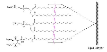 PI(4,5)P2 PolyPIPosomes.jpg