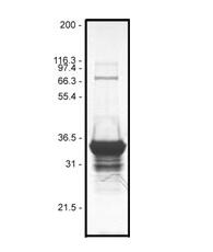 GST-PAK-PBD 蛋白纯度测定