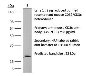 InVivoMAb anti-mouse CD3.jpg