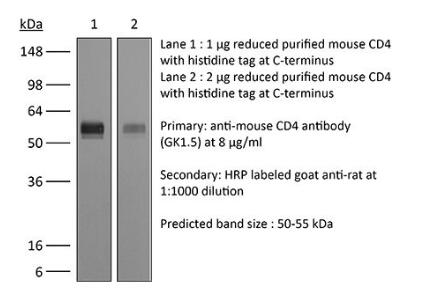 InVivoMAb anti-mouse CD4.jpg