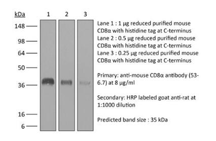 体内单克隆抗体抗小鼠CD8α