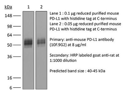 anti-mouse PD-L1.jpg