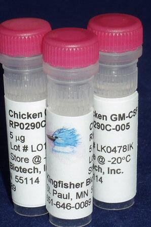 Chicken GM-CSF.jpg