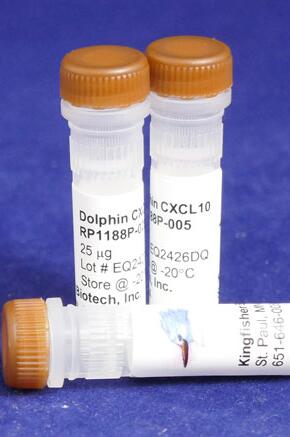 Dolphin CXCL10.jpg