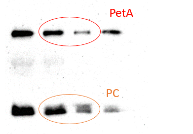 Thylakoid membranes.png