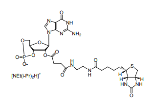 Biotin-cGMP.png