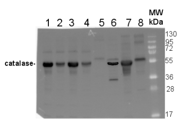 Catalase (peroxisomal marker).png