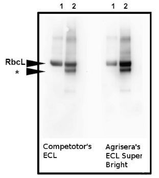 AgriseraECL SuperBright.png