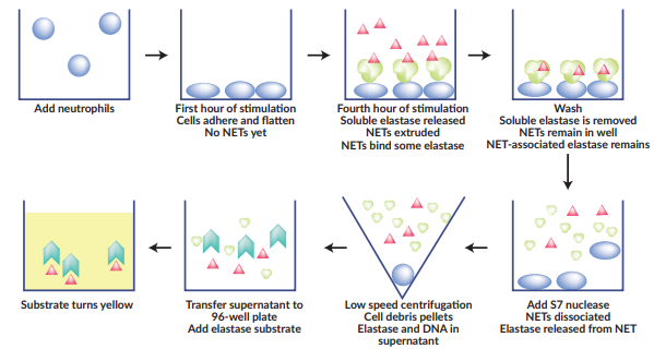 中性粒细胞胞外捕获物（NET）检测