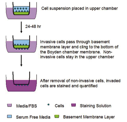 CytoSelect 24-well Cell Invasion Assay.png