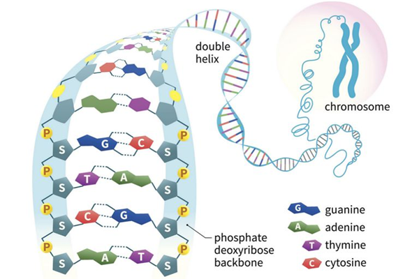 double helix.png