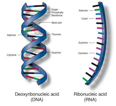 RNA.png