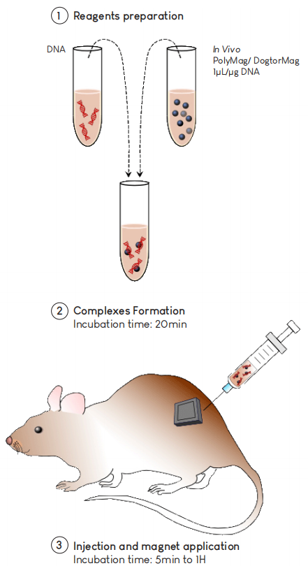 In vivo ViroMag-1.png