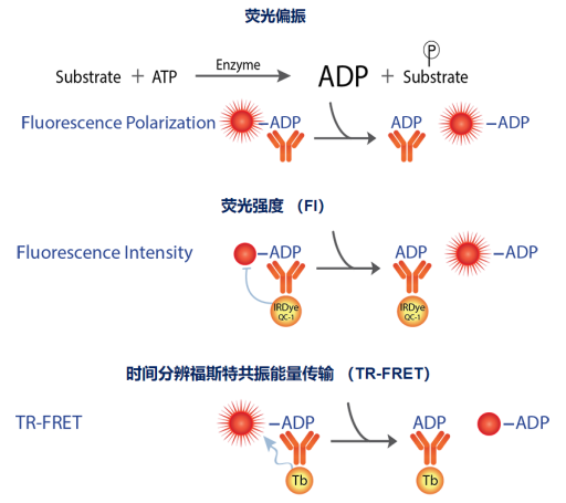  Transcreener ADP 2激酶检测试剂盒