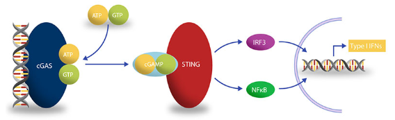 Transcreener cGAMP cGAS检测试剂盒