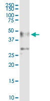 Tissue lysate.jpg