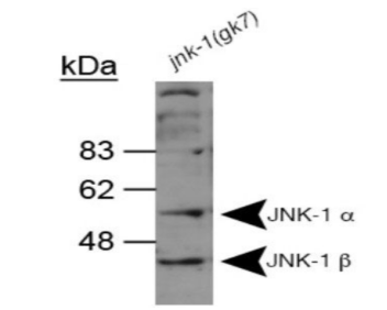 JNK1抗体