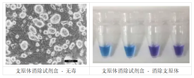  MycoGenie支原体消除试剂盒