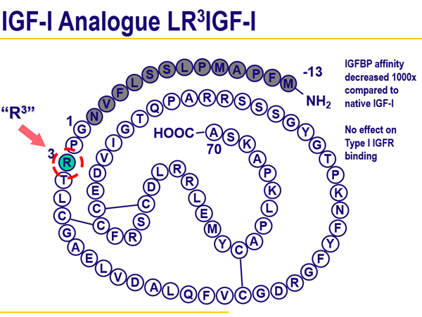 LR3 IGF-I的氨基酸结构
