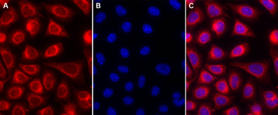 GFP-CERTIFIED.jpg