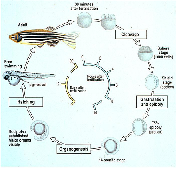 Danio rerio-.png