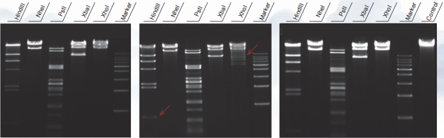限制性内切酶星号活性