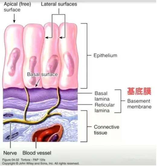 基底膜在小鼠肿瘤组织中的位置分布