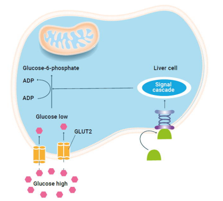 glucose.png