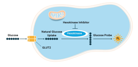 glucose-1.png