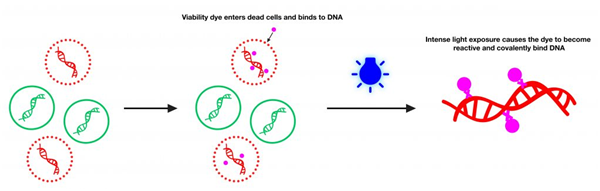 Viability PCR