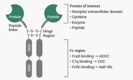 Fc融合蛋白的基本结构