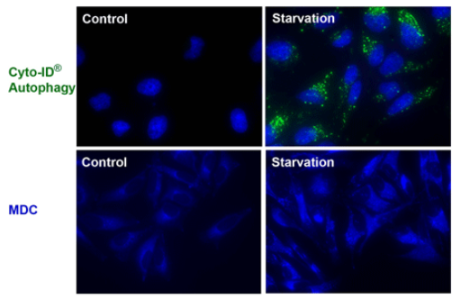 细胞ID自噬检测试剂盒