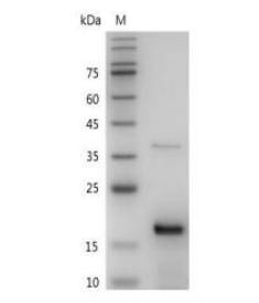 重组小鼠FGF2的SDS-PAGE分析