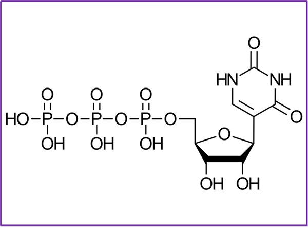 Pseudo-UTP.png