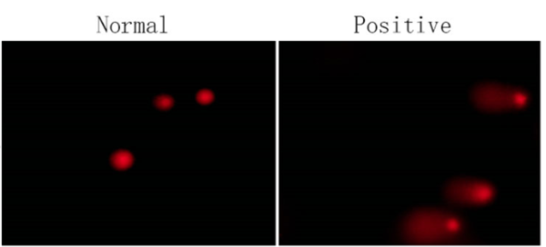 Comet assay.png