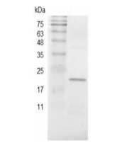 重组猪BMP-4的SDS-PAGE分析