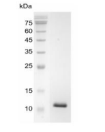 重组猪转化生长因子β1的SDS-PAGE分析