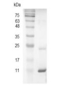 重组猪CXCL11/趋化因子CXC配体11,无动物源&无载体蛋白