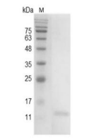 重组小鼠IL-9的SDS-PAGE分析