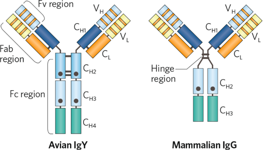 Immunoglobulin Y.png